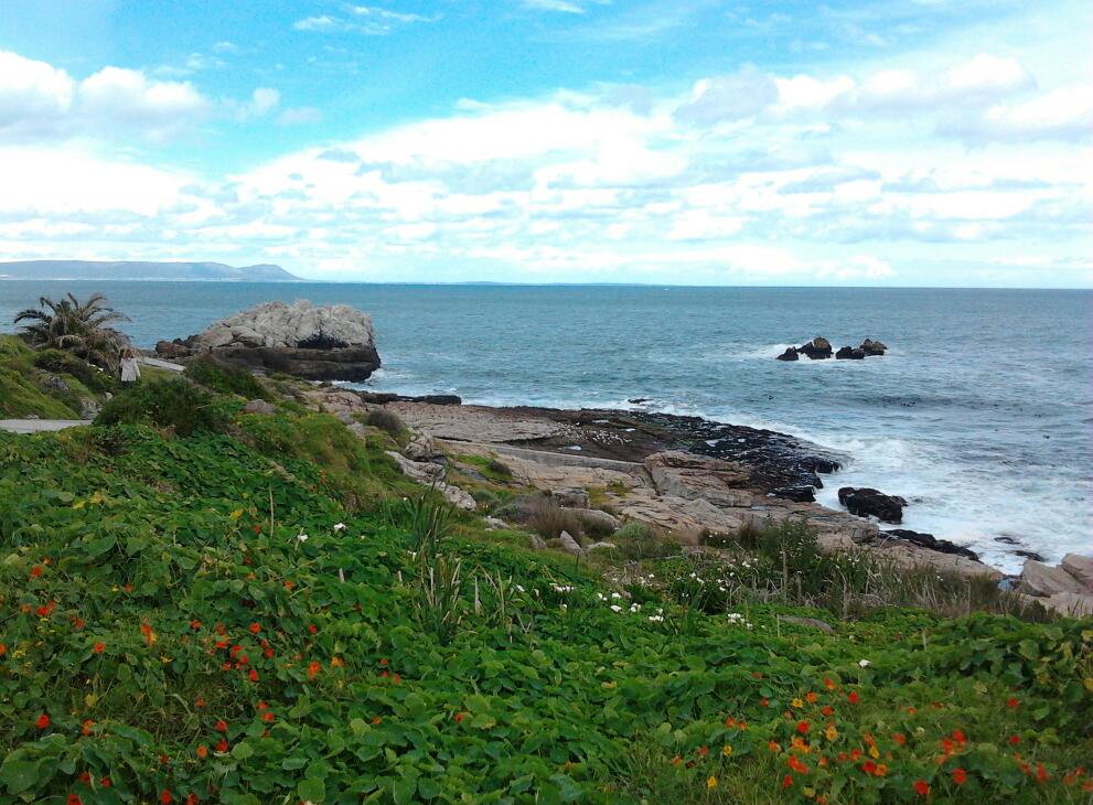 hermanus-whale-season