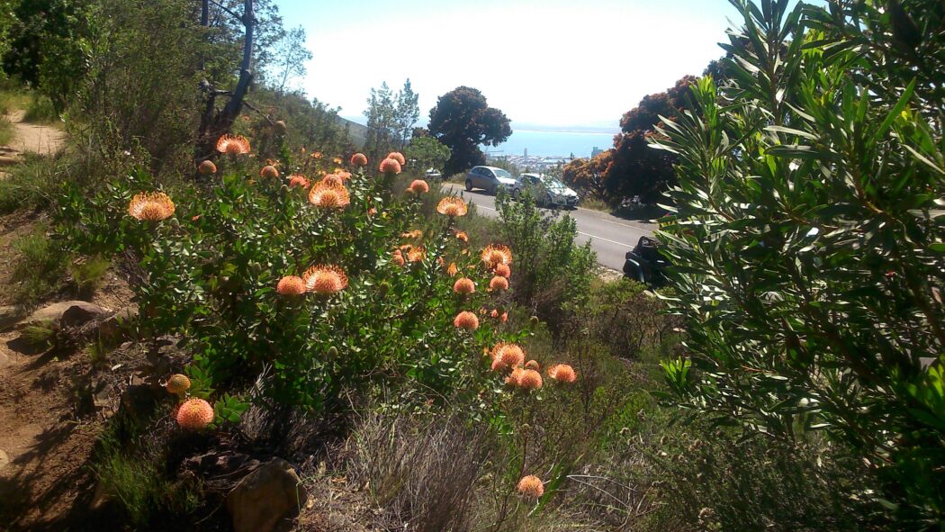 proteas