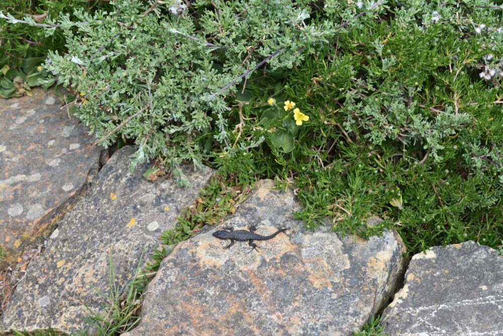 fauna-lizard