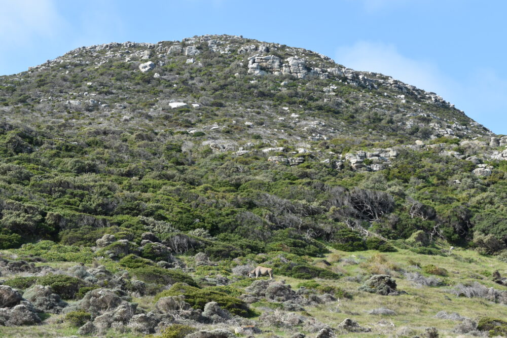 eland-cape-of-good-hope-nature-reserve