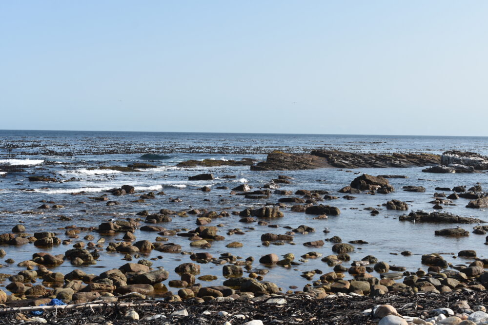 cape-of-good-hope-nature-reserve