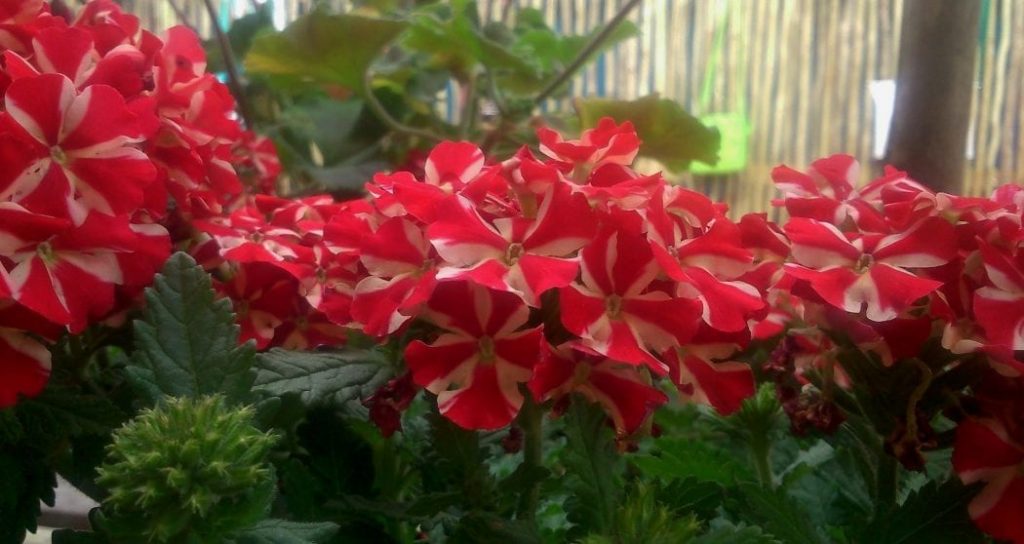ozcf-market-potplants