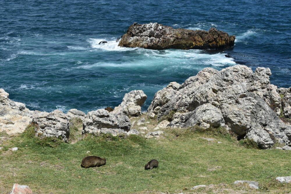 dassies-cliff-walk-hermanus