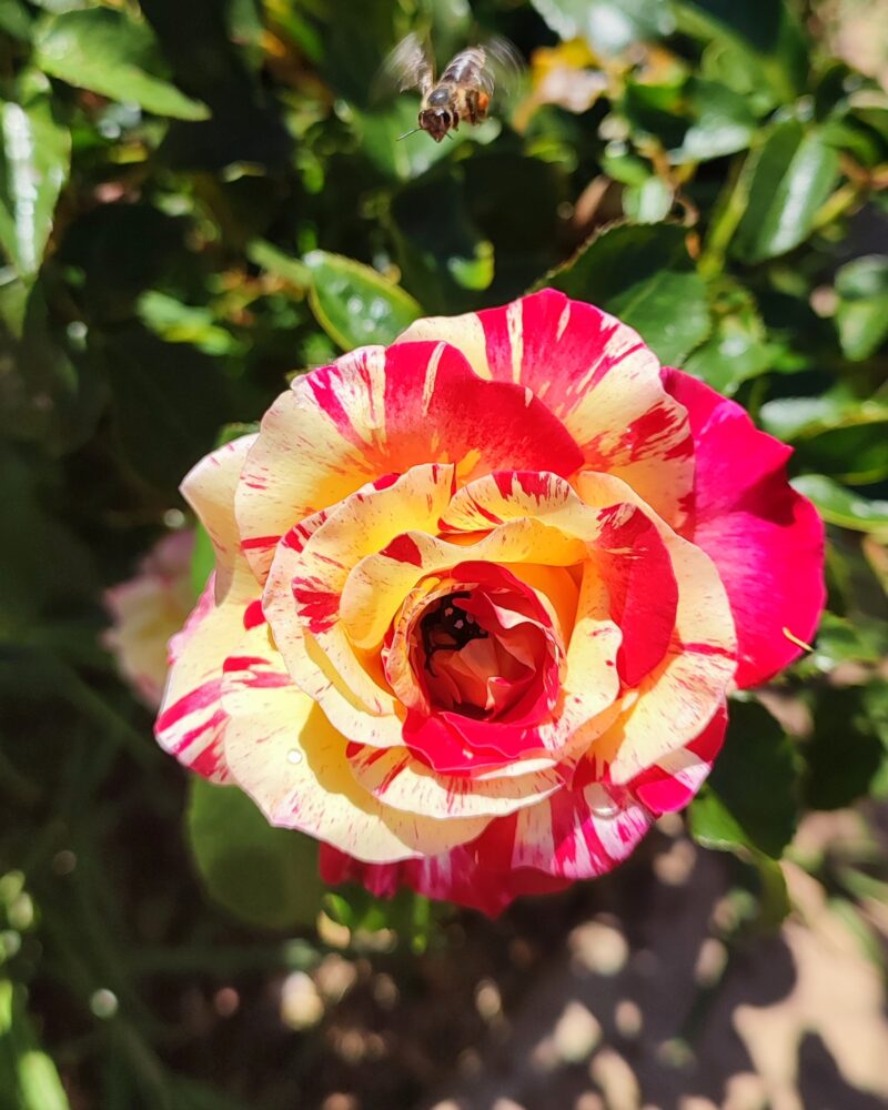 rose-garden-varietals