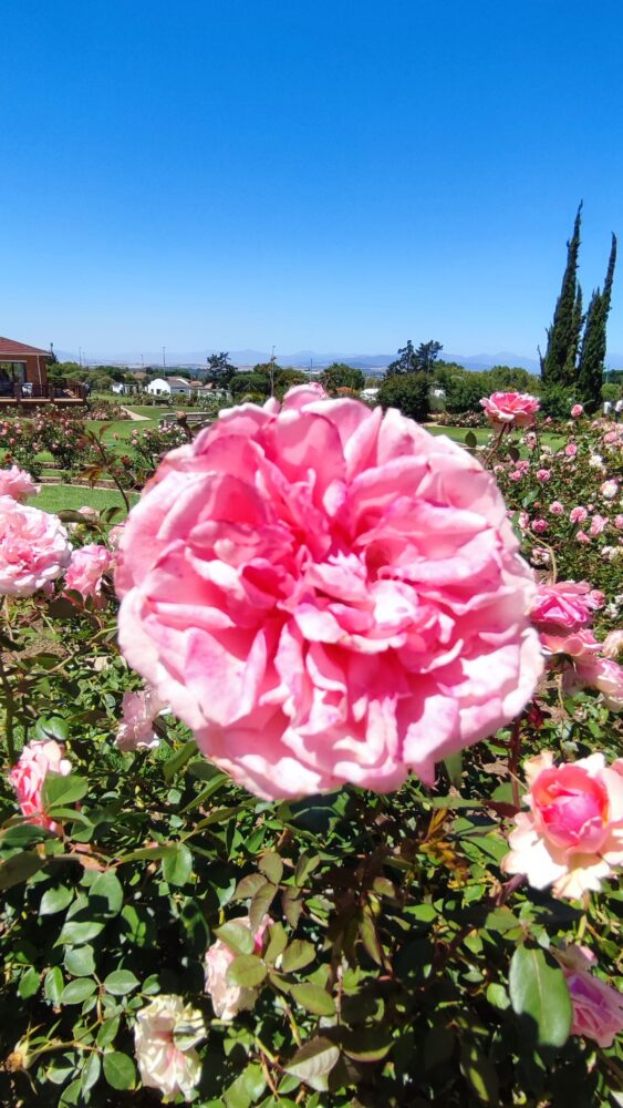 rose-garden-near-winelands