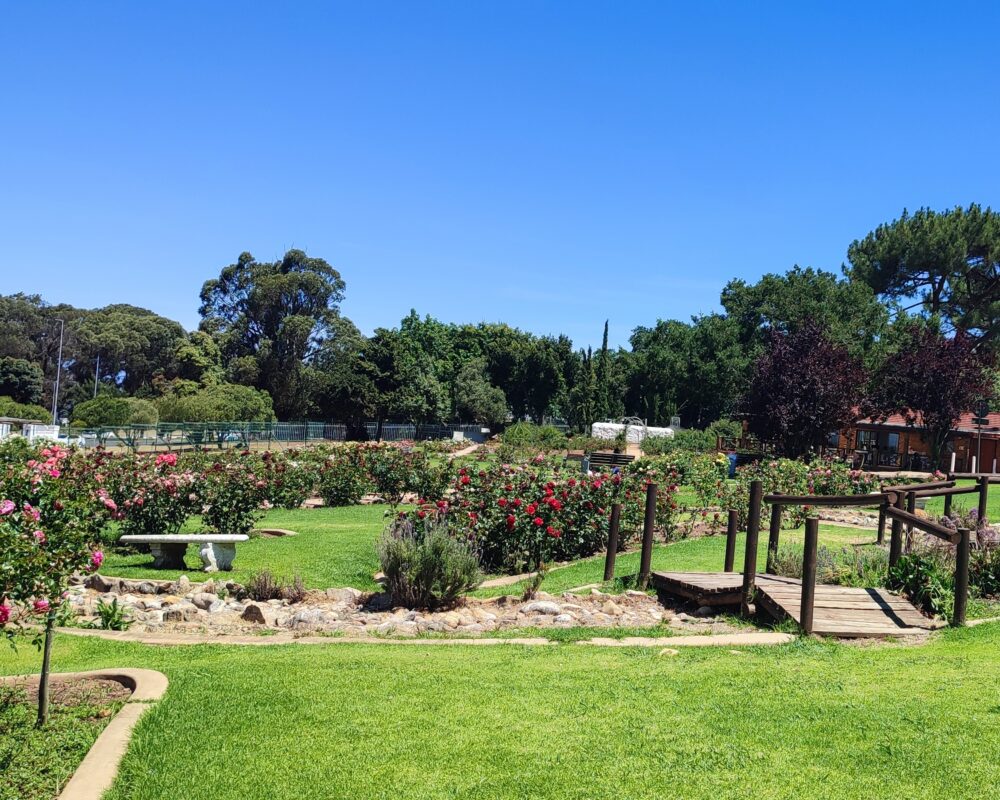 rose-garden-cape-town