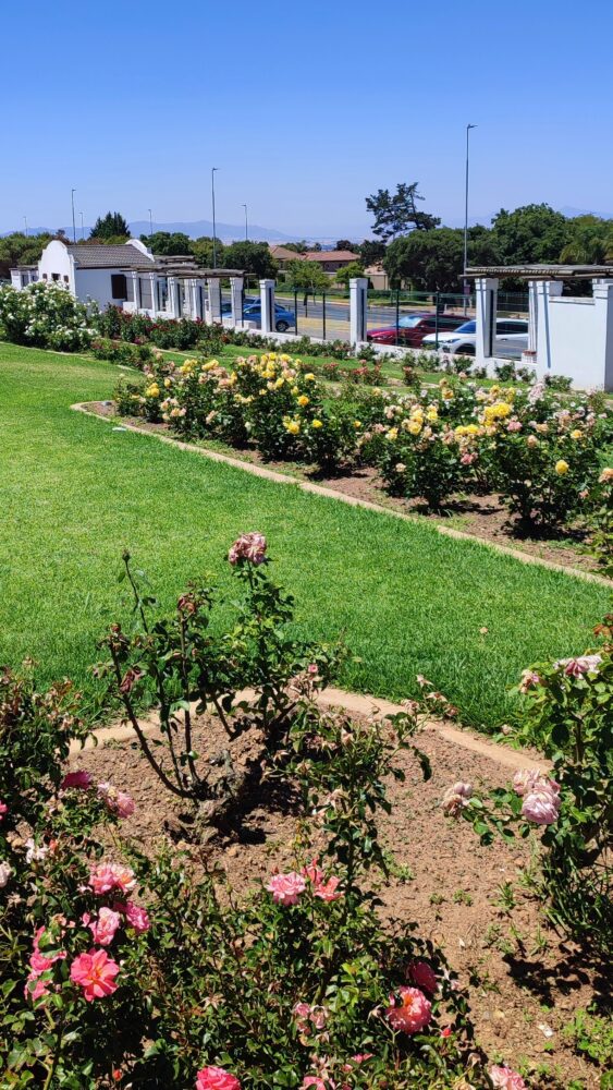 Durbanville-roses
