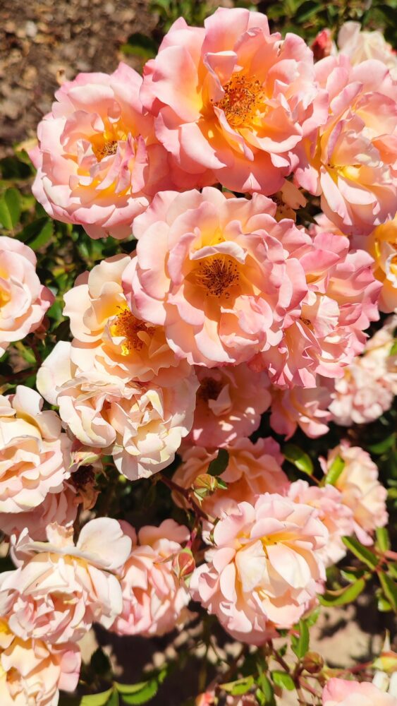 rose-garden-cape-winelands
