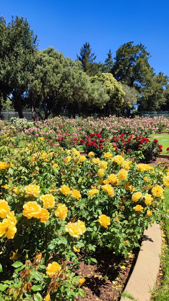 rose-garden-durbanville-wine-valley
