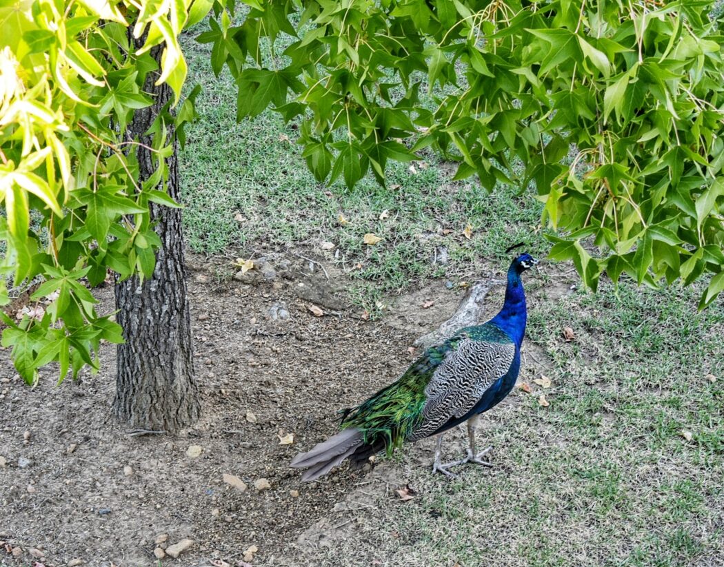 stellenbosch-wine-farm-peacock