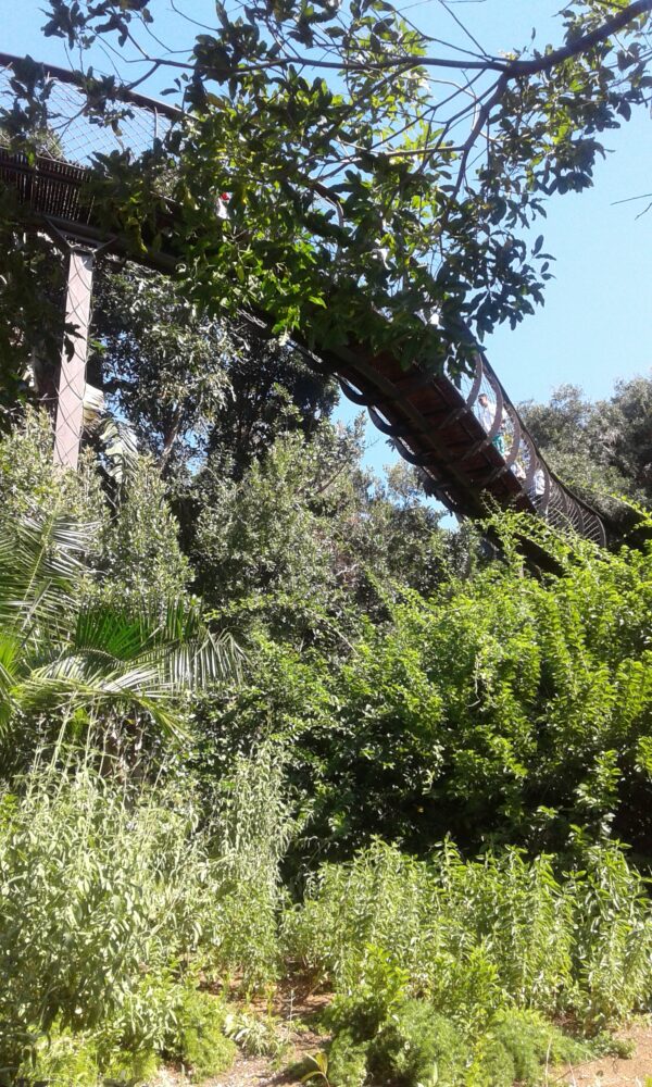 boomslang-kirstenbosch-best-summer-experiences-western-cape