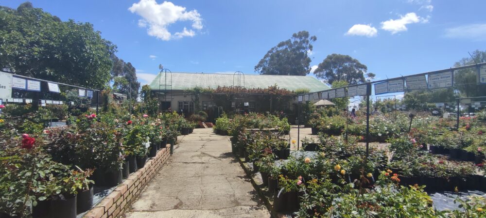 ludwig's-roses-winelands-shop