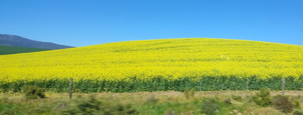 canola-fields-cape-overberg-region