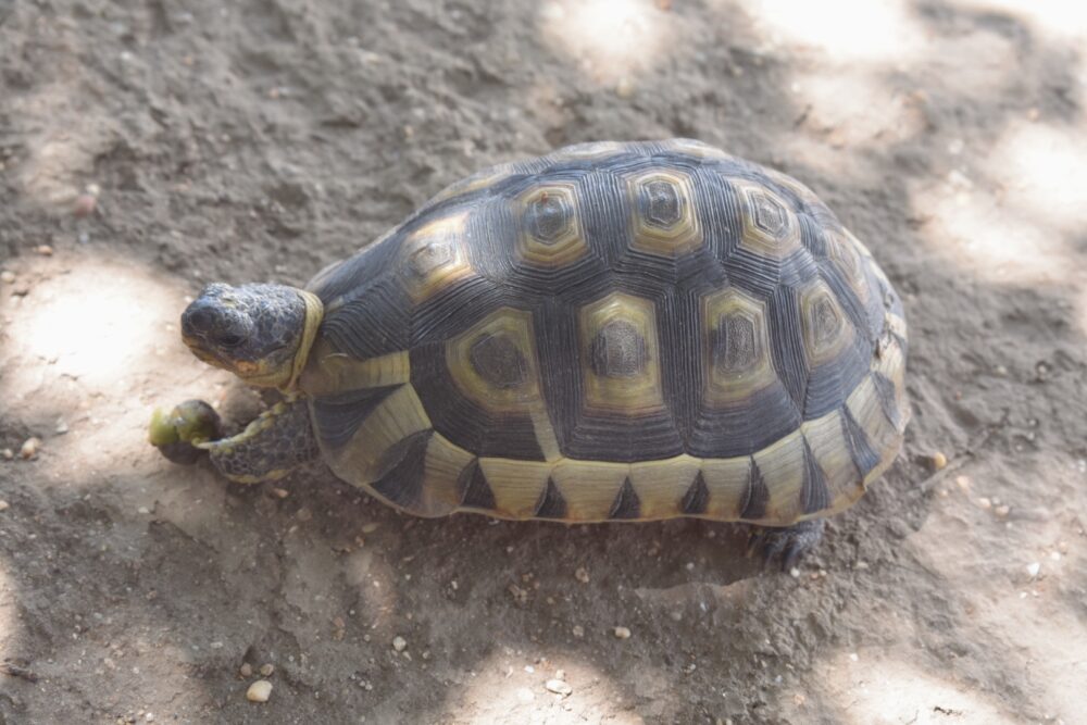 leopard-tortoise
