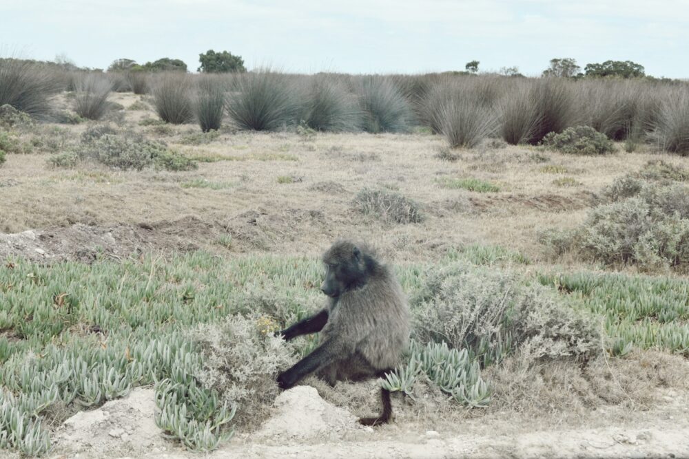 de-hoop-overberg-nature-reserve
