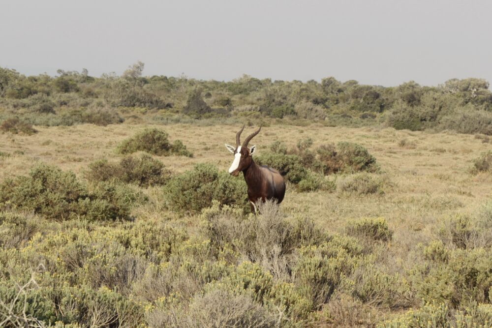 nature-drive-de-hoop