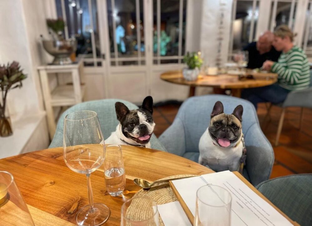 the-farmhouse-hotel-pet-friendly-places-western-cape