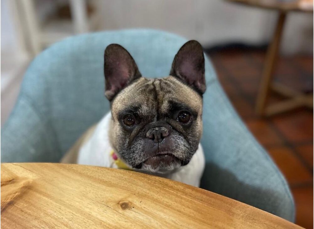 pet-friendly-hotels