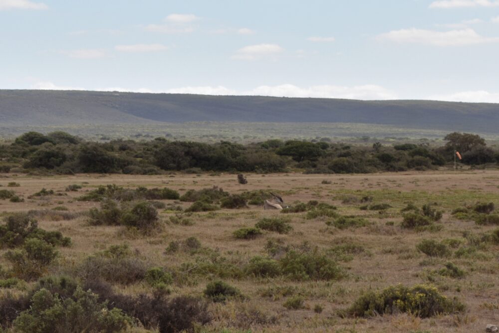 eland-der-hoop-nature-reserve