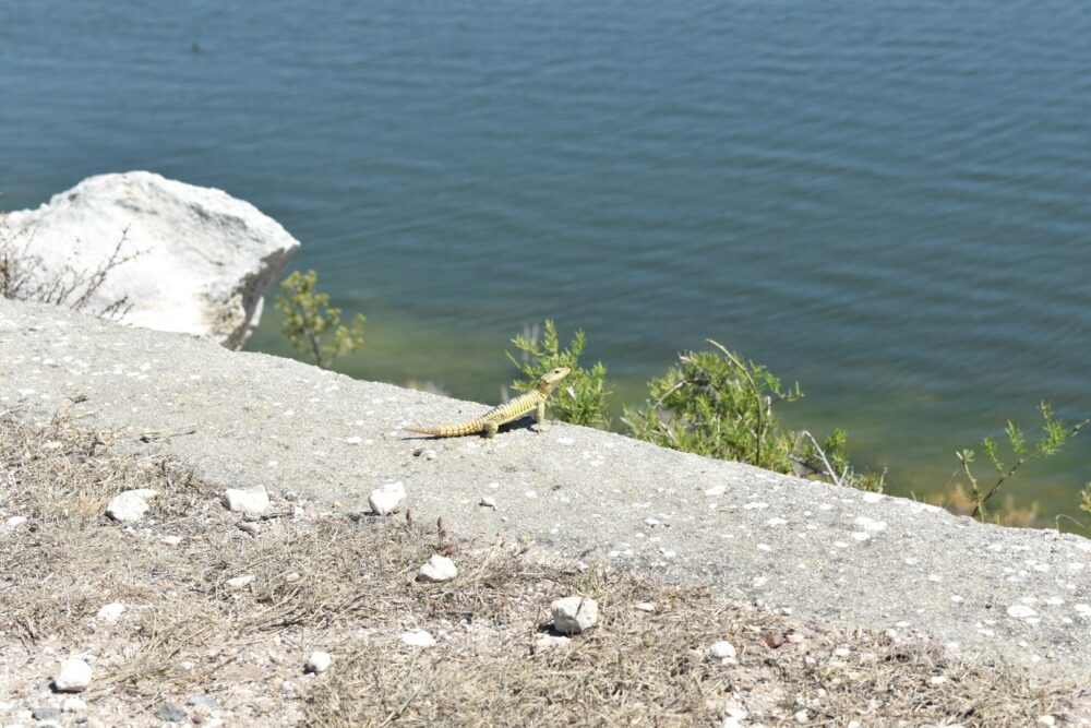 hike-de-hoop-vlei