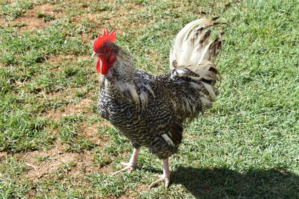 western-cape-rooster