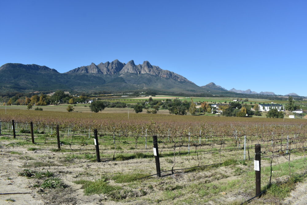 vdc-vineyards