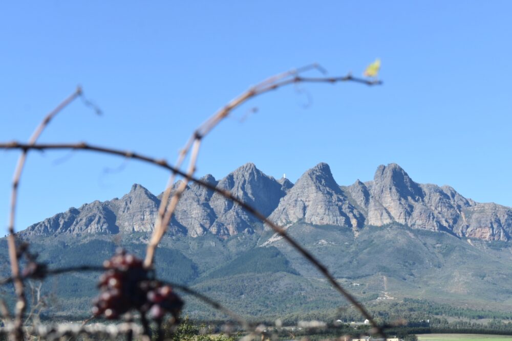 vdc-vineyards