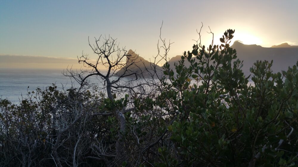 sunset-chappies