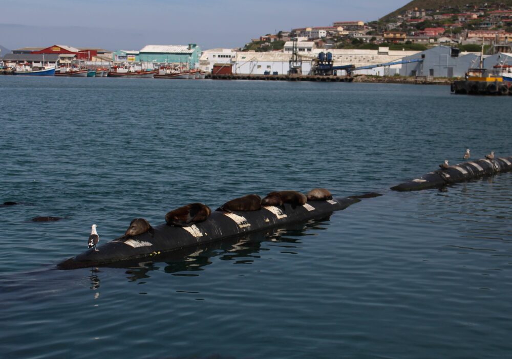 seals-hout-bay