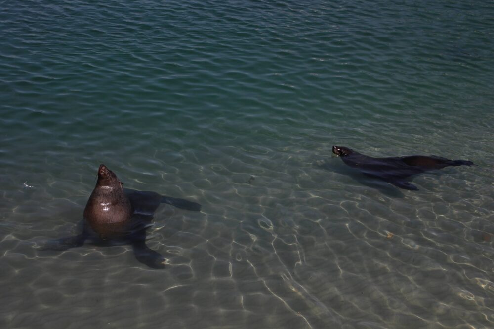 hout-bay-harbour-seals