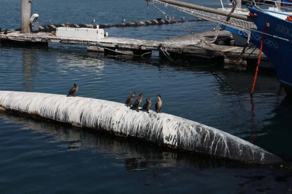 hout-bay-harbour-birds