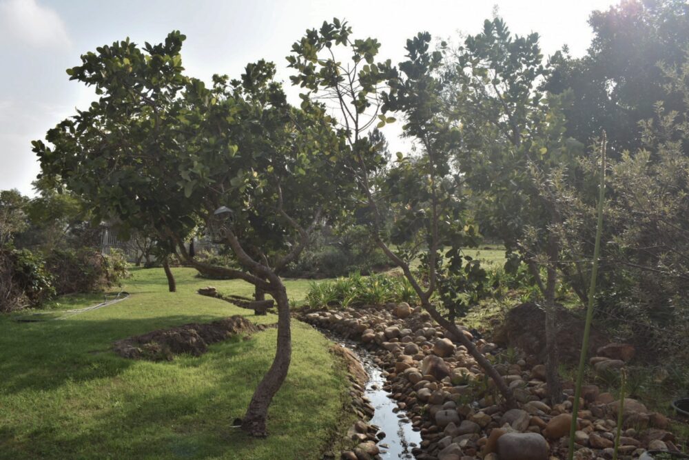 garden