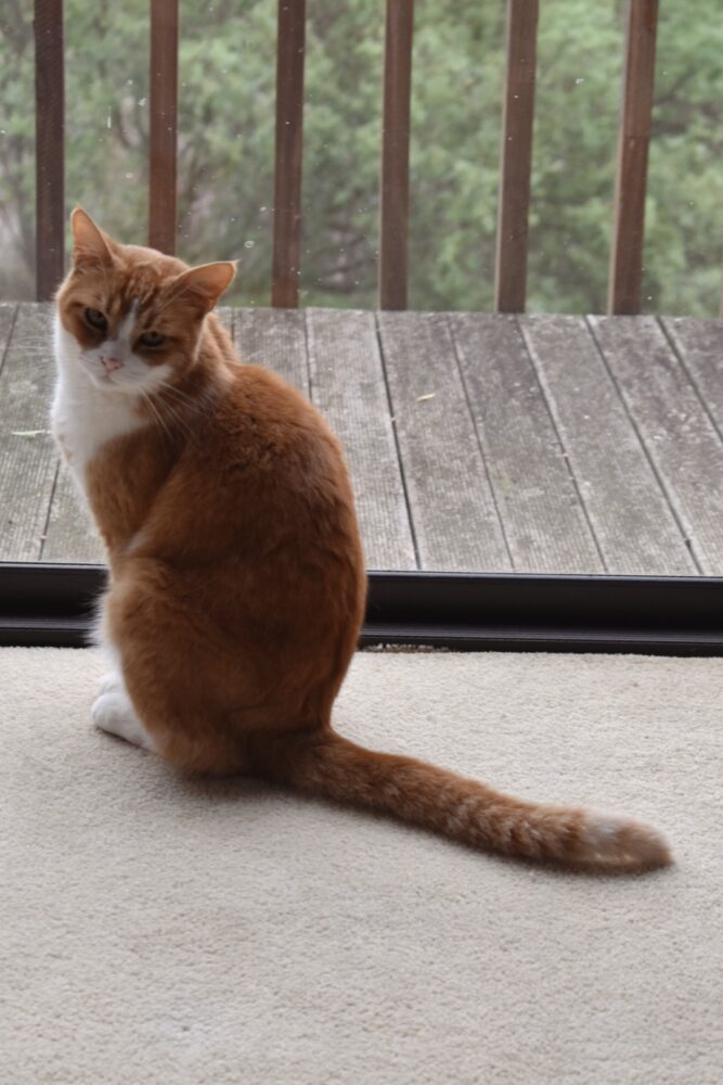 toffee-cat