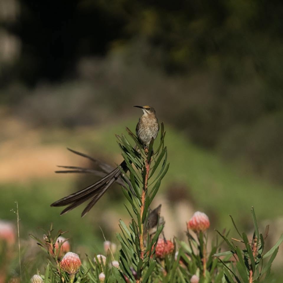 protea-heights-stellenbosch