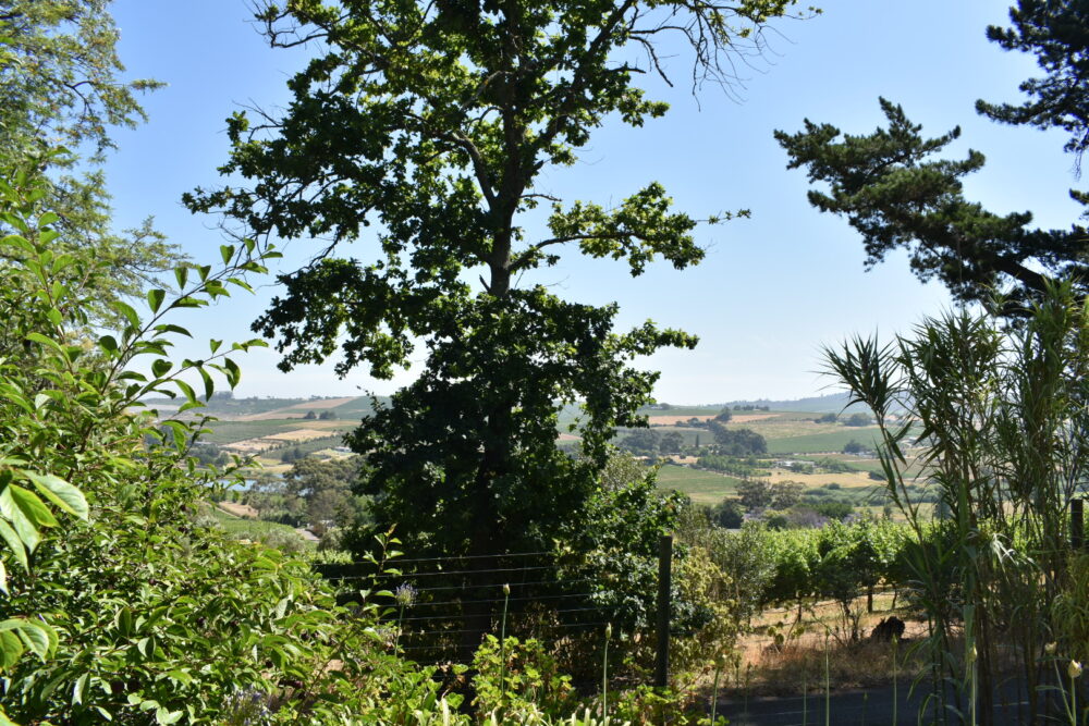 sugarbird-manor-stellenbosch