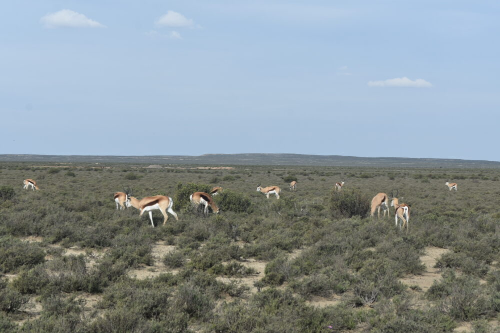 rogge-cloof-springbok-herd