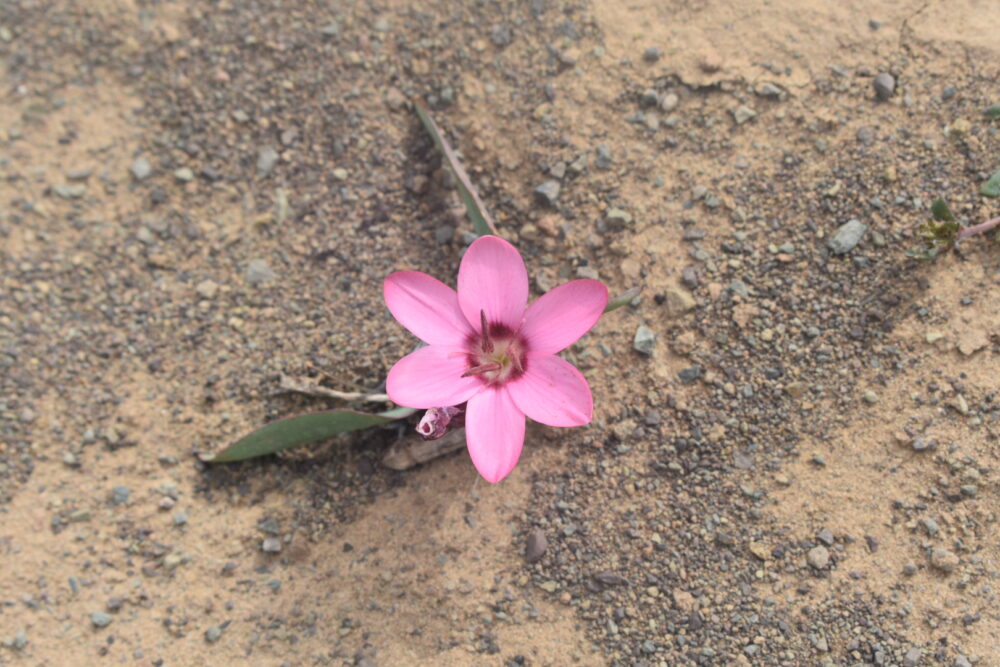 karoo-pink-flower