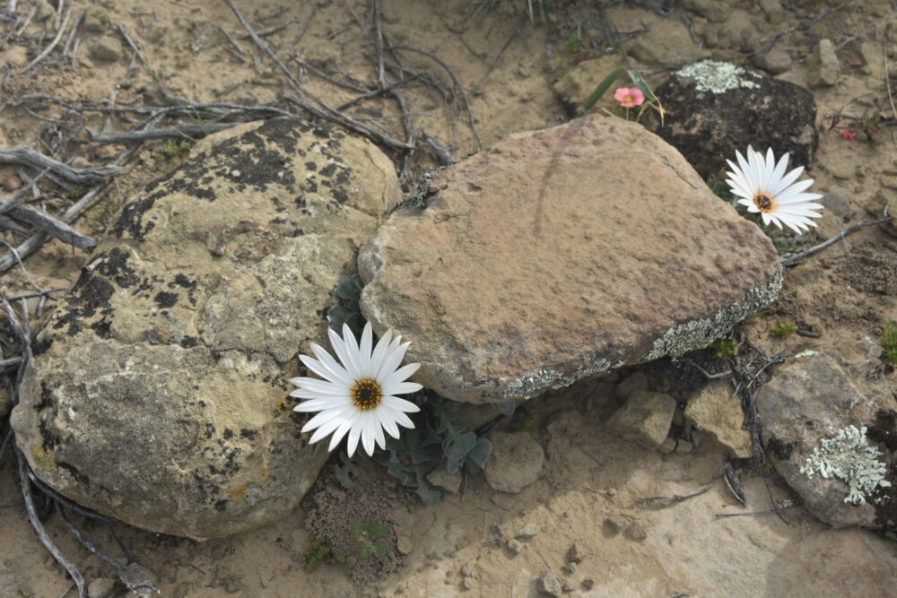 karoo-flowers-rogge-cloof