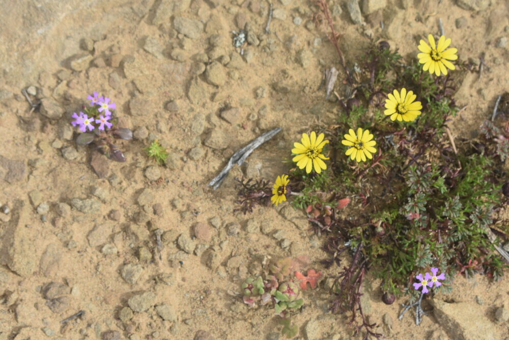 karoo-flowers