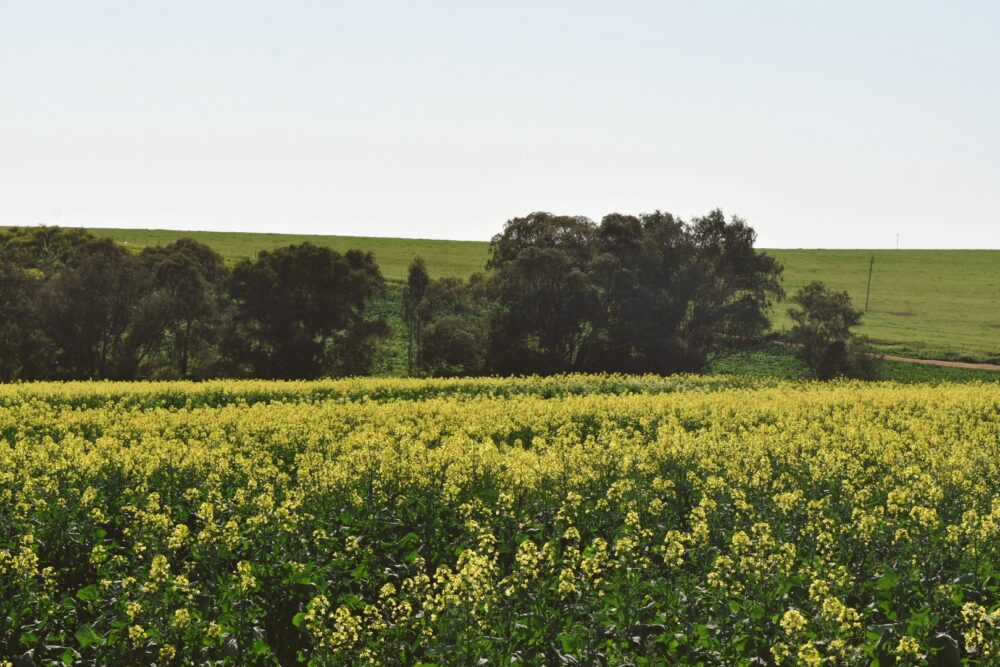 canola-fields-durbanville