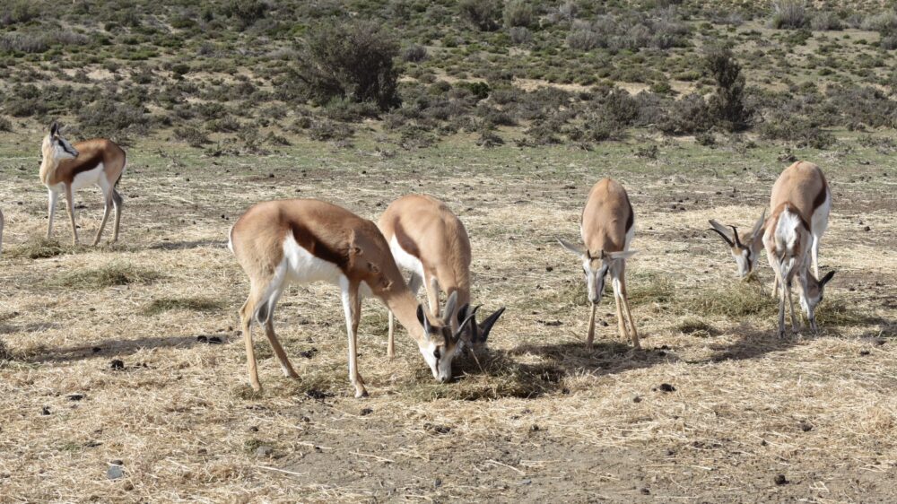springbok-feeding