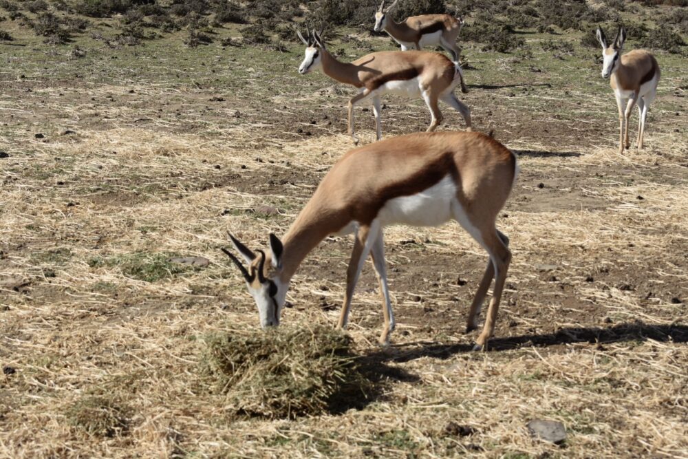 springbok-rogge-cloof