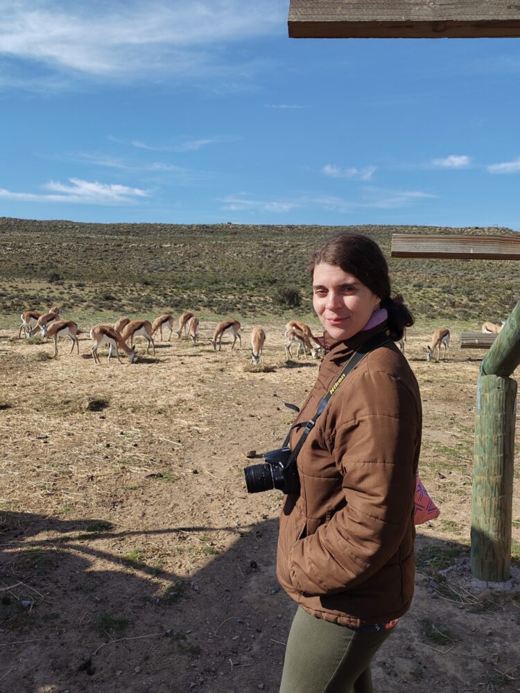 springbok-feeding-rogge-cloof